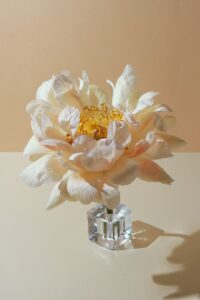 A delicate white peony in a crystal vase.